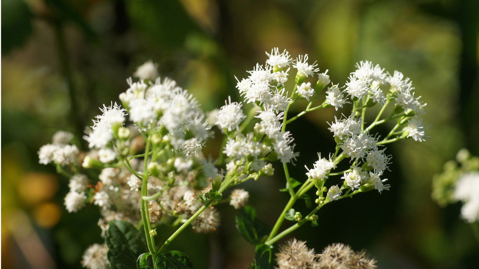 Runzeliger Wasserdost (Ageratina altissima): Vor allem in Amerika ist er verbreitet. Früher wurde er von unkundigen Siedlern als Viehfutter angebaut. Das in der Pflanze enthaltene Tremetol ging auf die Milch über. Tranken die Menschen die Milch (für Tiere ist das Gift ungefährlich), trat die berüchtigte „Milk-sickness“ oder Milchkrankheit auf: Appetitlosigkeit, Erbrechen, Verstopfung, Durst, Tremor, Delirium – bis zum Tod.Foto: Imago/Zoonar Runzeliger Wasserdost (Ageratina altissima): Vor allem in Amerika ist er verbreitet. Früher wurde er von unkundigen Siedlern als Viehfutter angebaut. Das in der Pflanze enthaltene Tremetol ging auf die Milch über. Tranken die Menschen die Milch (für Tiere ist das Gift ungefährlich), trat die berüchtigte „Milk-sickness“ oder Milchkrankheit auf: Appetitlosigkeit, Erbrechen, Verstopfung, Durst, Tremor, Delirium – bis zum Tod.Foto: Imago/Zoonar