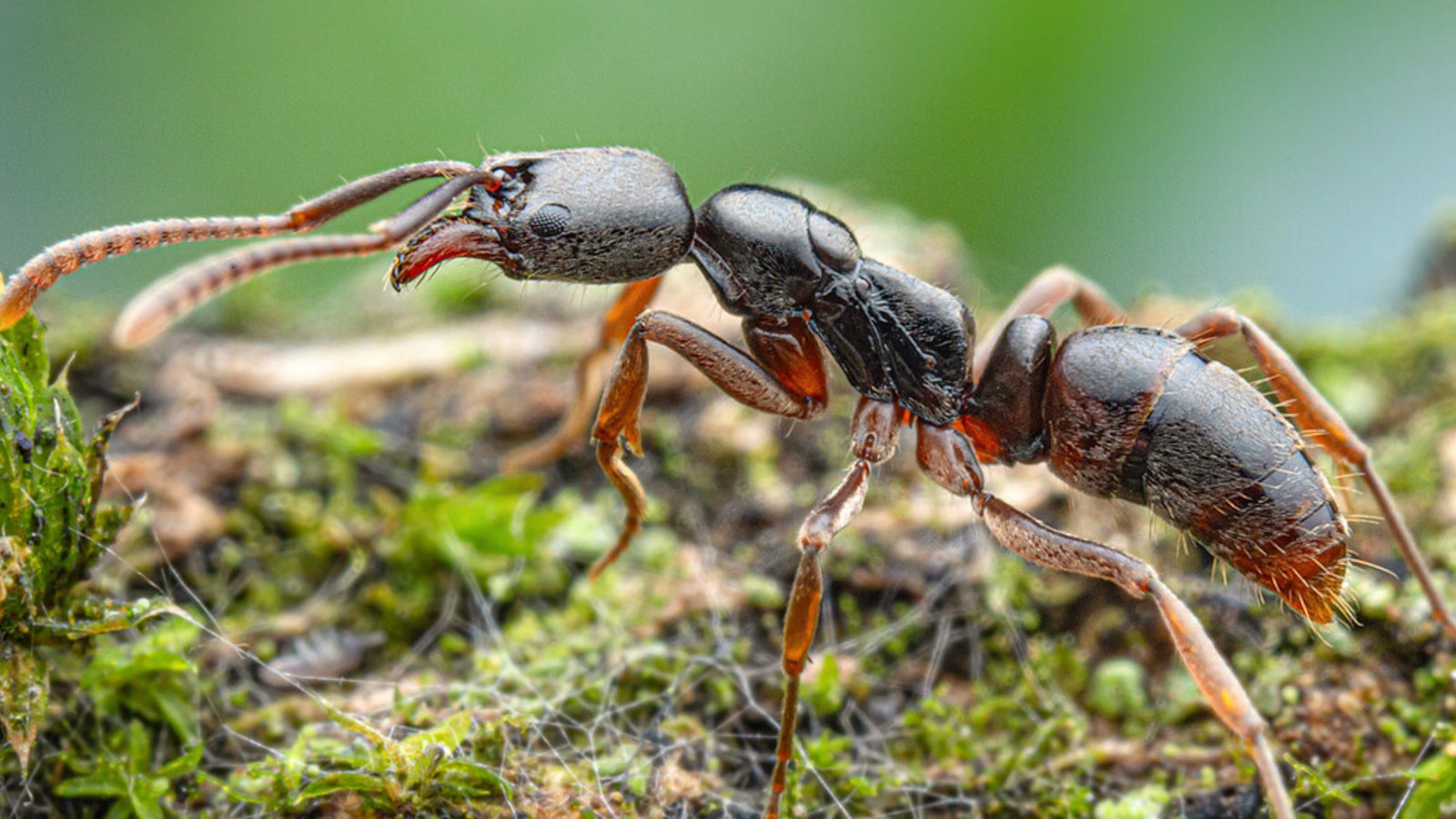 Die invasive Asiatische Nadelameise ist jetzt in Stuttgart heimisch.Foto: Naturkundemuseum Stuttgart Die invasive Asiatische Nadelameise ist jetzt in Stuttgart heimisch.Foto: Naturkundemuseum Stuttgart