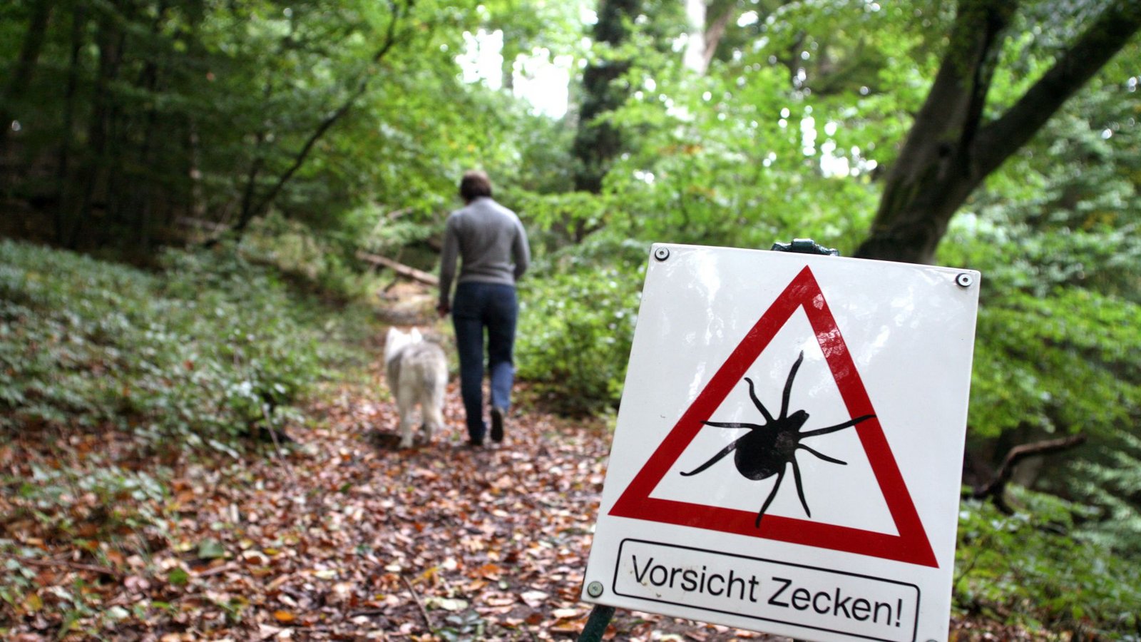 Für Mensch und Tier sind die Zecken eine Gefahr. (Archivbild)Foto: picture alliance/dpa/Maurizio Gambarini Für Mensch und Tier sind die Zecken eine Gefahr. (Archivbild)Foto: picture alliance/dpa/Maurizio Gambarini