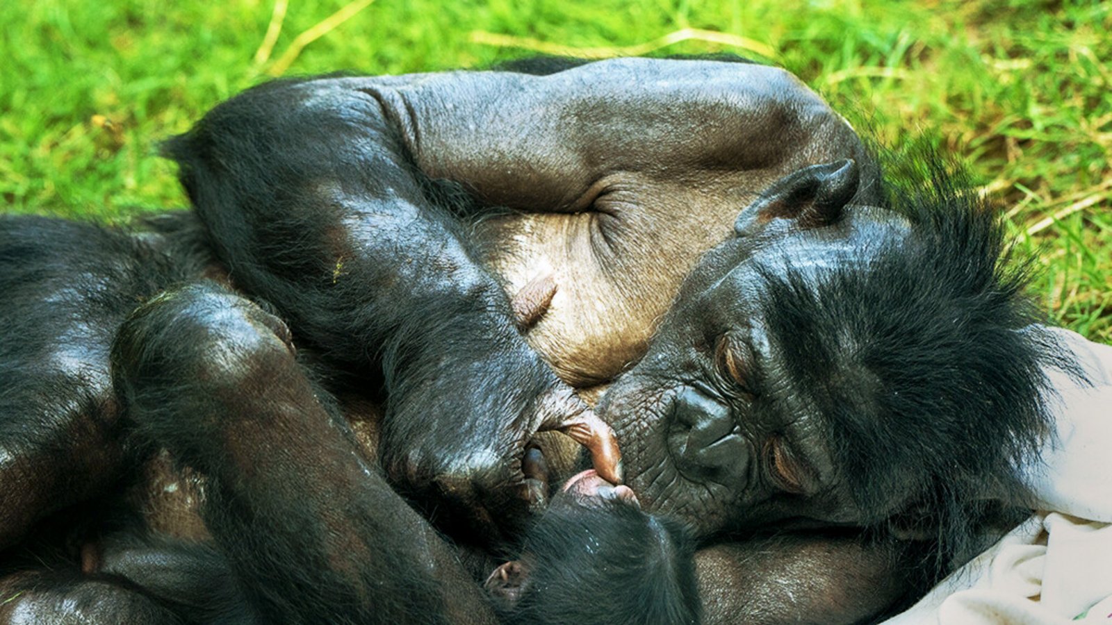 Das nennt man wohl wahre Mutterliebe.Foto: Das nennt man wohl wahre Mutterliebe.Foto: 