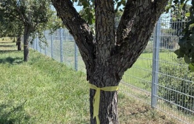 Ein gelbes Band am Obstbaum signalisiert: Hier ist Ernten ausdrücklich erwünscht.  <span class='image-autor'>Foto: p</span>