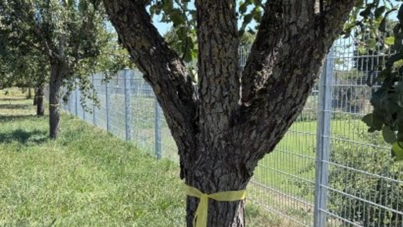 Ein gelbes Band am Obstbaum signalisiert: Hier ist Ernten ausdrücklich erwünscht. Foto: p Ein gelbes Band am Obstbaum signalisiert: Hier ist Ernten ausdrücklich erwünscht. Foto: p