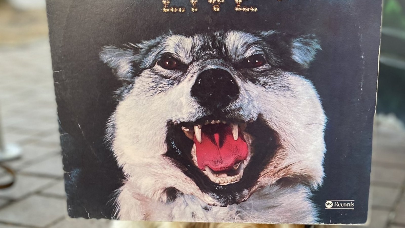 Es gibt auch ein tierisches Model: Die Australian-Shepherd-Dame Lila posiert mit Steppenwolf.