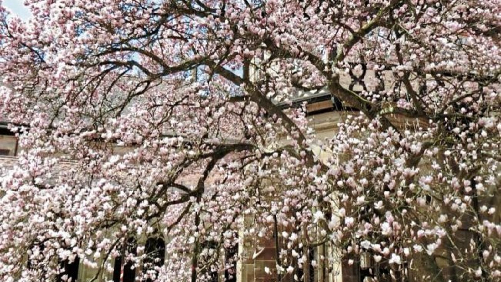 Clara Spielmann aus Gündelbach hat die Magnolie im Kloster Maulbronn in voller Blüte abgelichtet. „Der Baum wurde zwischen 1800 und 1850 gepflanzt und ist jedes Jahr wieder eine Augenweide“, freut sich unsere Leserin. Clara Spielmann aus Gündelbach hat die Magnolie im Kloster Maulbronn in voller Blüte abgelichtet. „Der Baum wurde zwischen 1800 und 1850 gepflanzt und ist jedes Jahr wieder eine Augenweide“, freut sich unsere Leserin.