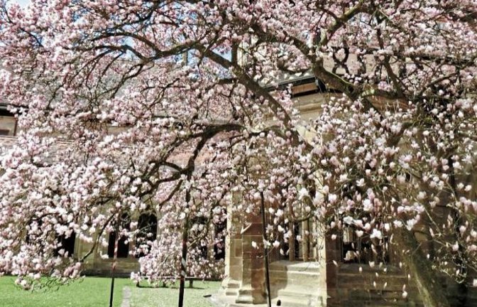 Clara Spielmann aus Gündelbach hat die Magnolie im Kloster Maulbronn in voller Blüte abgelichtet. „Der Baum wurde zwischen 1800 und 1850 gepflanzt und ist jedes Jahr wieder eine Augenweide“, freut sich unsere Leserin.