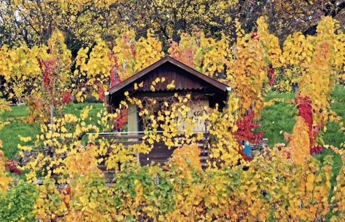 Herbst in den Enzweihinger Weinbergen. Foto: Woerner