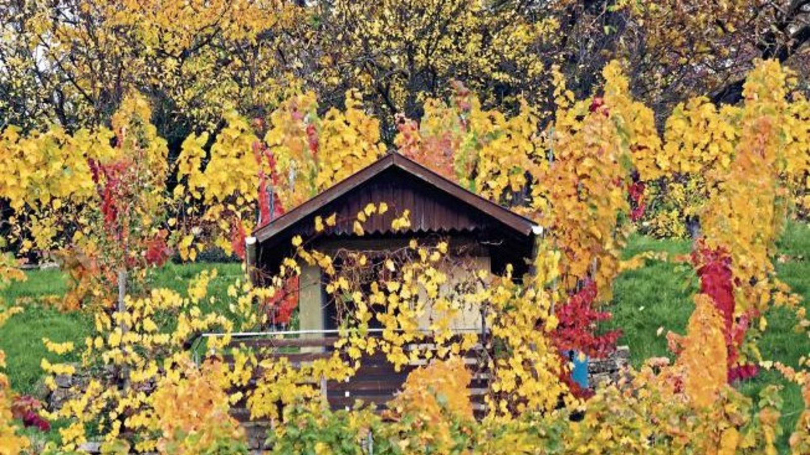 Herbst in den Enzweihinger Weinbergen. Foto: Woerner