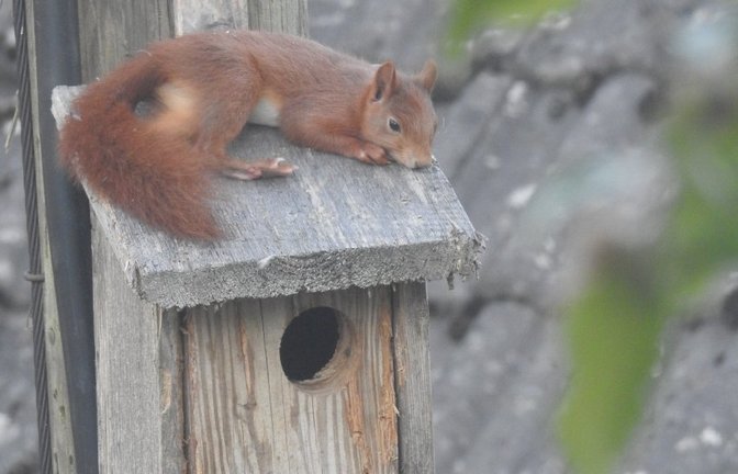 Übernachtungsgast Eichhörnchen ruht sich an einem heißen Tag zunächst auf dem Dach aus..
