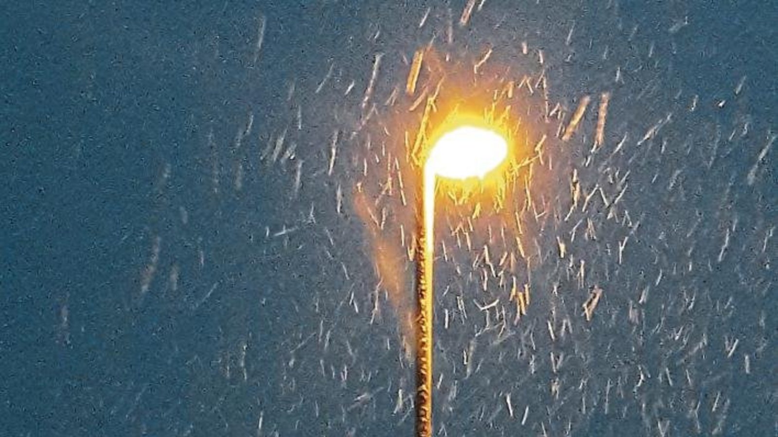 Amselsterben hin oder her: Dieses Exemplar trotzt auch dem Schnee.  Foto: Rücker