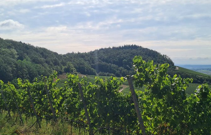 Nicht alle Weinberge in Hohenhaslach werden noch bewirtschaftet. Archivfoto: VKZ/Kauer