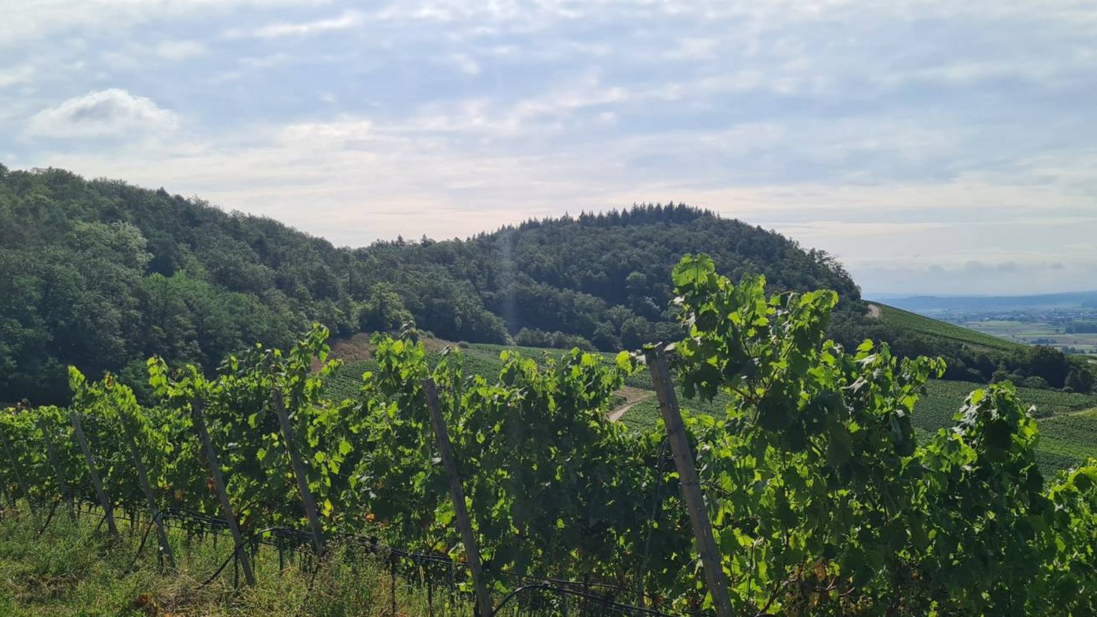 Nicht alle Weinberge in Hohenhaslach werden noch bewirtschaftet. Archivfoto: VKZ/Kauer Nicht alle Weinberge in Hohenhaslach werden noch bewirtschaftet. Archivfoto: VKZ/Kauer