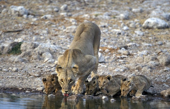 Löwen-Familie im Etosha-Nationalpark. Ein Wilfeuer hat ein Drittel des Parks zerstört (Archivfoto).<span class='image-autor'>Foto: IMAGO/imagebroker/IMAGO/imageBROKER/Sunbird Images</span>