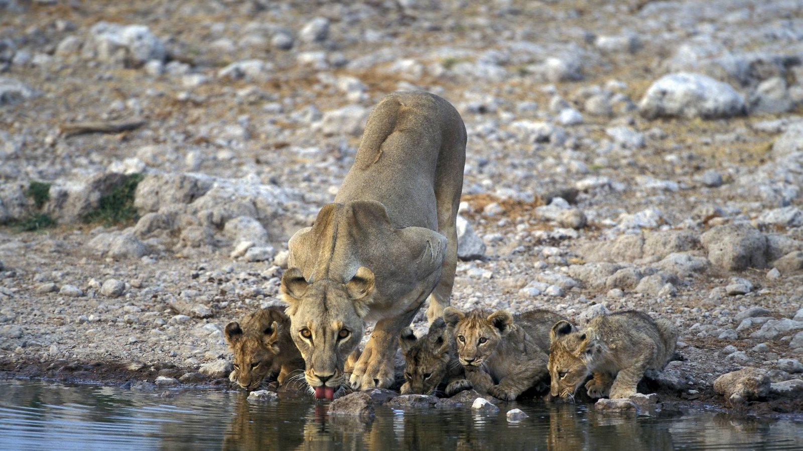Löwen-Familie im Etosha-Nationalpark. Ein Wilfeuer hat ein Drittel des Parks zerstört (Archivfoto).Foto: IMAGO/imagebroker/IMAGO/imageBROKER/Sunbird Images Löwen-Familie im Etosha-Nationalpark. Ein Wilfeuer hat ein Drittel des Parks zerstört (Archivfoto).Foto: IMAGO/imagebroker/IMAGO/imageBROKER/Sunbird Images