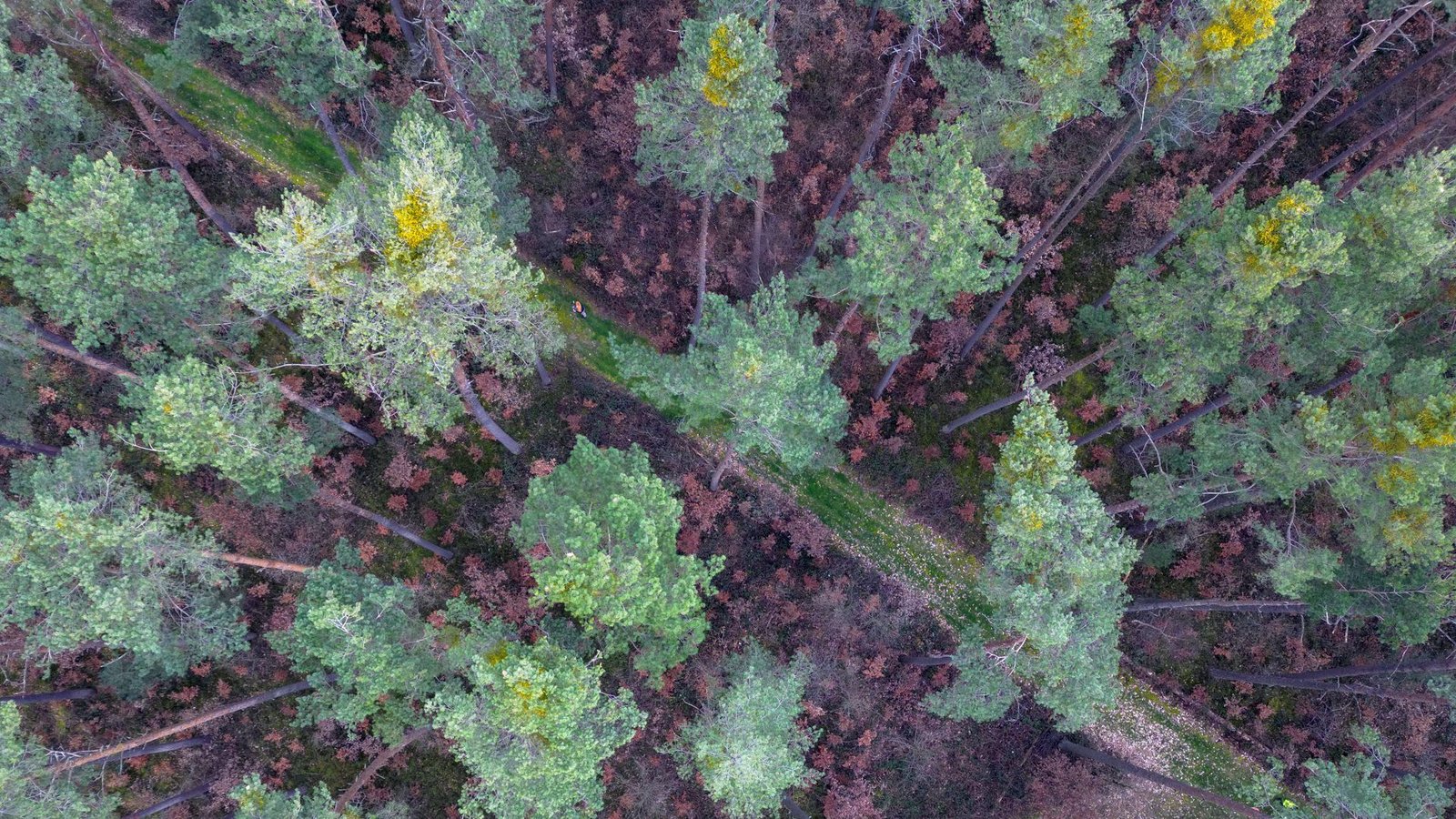 Viele vor wenigen Jahren gepflanzte Buchen stehen mit braunen Blättern in Bodennähe in einem über die nächsten zwei Jahrzehnte absterbenden Kiefernwald im bayrischen Rohr.Foto: dpa/Daniel Löb