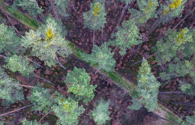 Viele vor wenigen Jahren gepflanzte Buchen stehen mit braunen Blättern in Bodennähe in einem über die nächsten zwei Jahrzehnte absterbenden Kiefernwald im bayrischen Rohr.<span class='image-autor'>Foto: dpa/Daniel Löb</span>