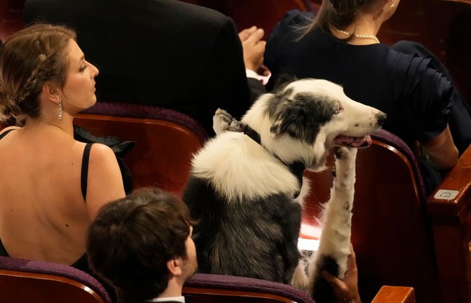 Der Border Collie Messi, der in "Anatomie eines Falls" den Blindenhund Snoop spielt, nahm bei den Oscars inmitten der Hollywood-Stars Platz.<span class='image-autor'>Foto: Chris Pizzello/Invision via AP/dpa</span>