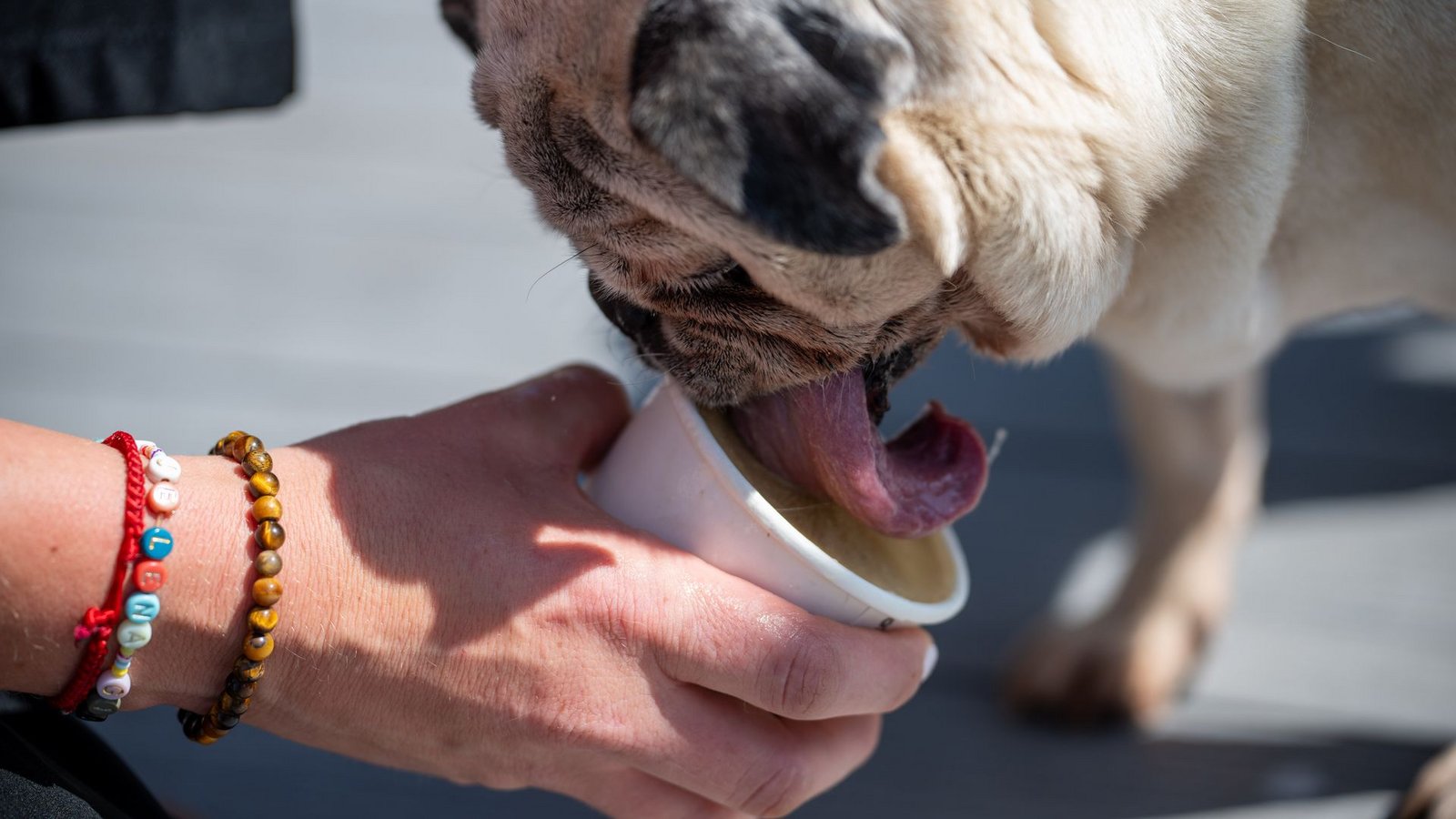 In der Zeit, in der ein Hund sein Eis schleckt, kann der Hundebesitzer selbst in Ruhe genießen.Foto: Harald Tittel/dpa In der Zeit, in der ein Hund sein Eis schleckt, kann der Hundebesitzer selbst in Ruhe genießen.Foto: Harald Tittel/dpa