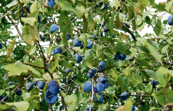 Lecker und gesund, die blauen Früchte. Foto: Rücker