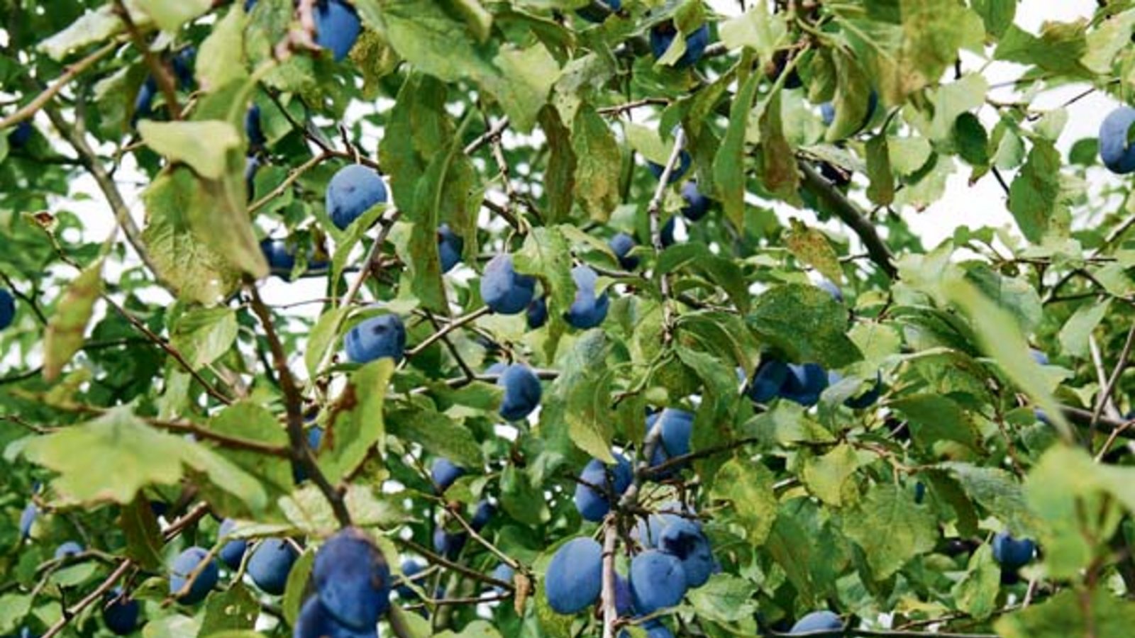 Lecker und gesund, die blauen Früchte. Foto: Rücker