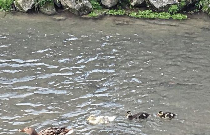 Die Enten von Familie Renner aus Riet ziehen gemächlich ihre Runden auf dem Strudelbach, aber sie haben sich anscheinend in der Jahreszeit vertan. Denn der Nachwuchs ist untypischerweise mitten im Winter geschlüpft. Die ersten drei von sechs Küken haben ihre Wassertaufe schon bestanden, wie man sieht.  Foto: p