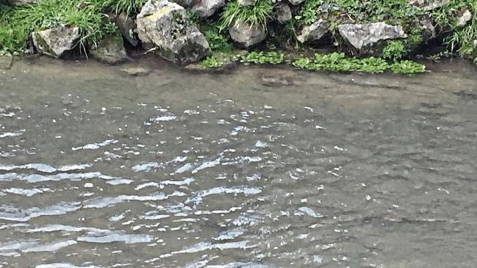 Die Enten von Familie Renner aus Riet ziehen gemächlich ihre Runden auf dem Strudelbach, aber sie haben sich anscheinend in der Jahreszeit vertan. Denn der Nachwuchs ist untypischerweise mitten im Winter geschlüpft. Die ersten drei von sechs Küken haben ihre Wassertaufe schon bestanden, wie man sieht.  Foto: p