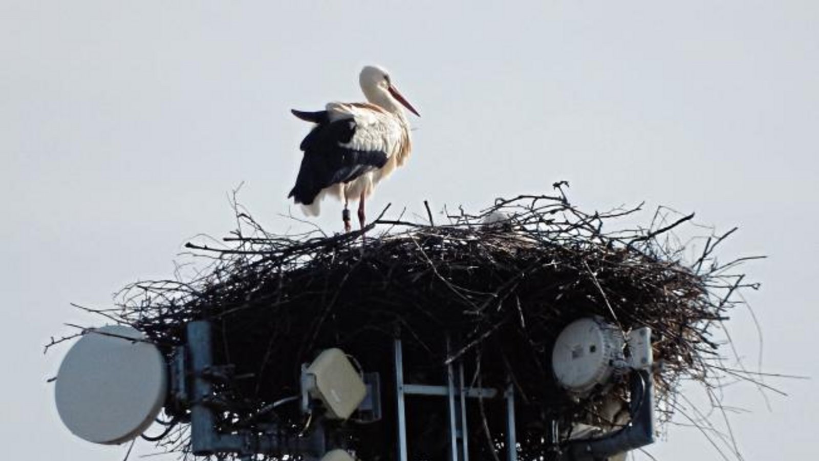 Die Horrheimer „Senderstorche“ haben sich eingerichtet. Foto: Arning