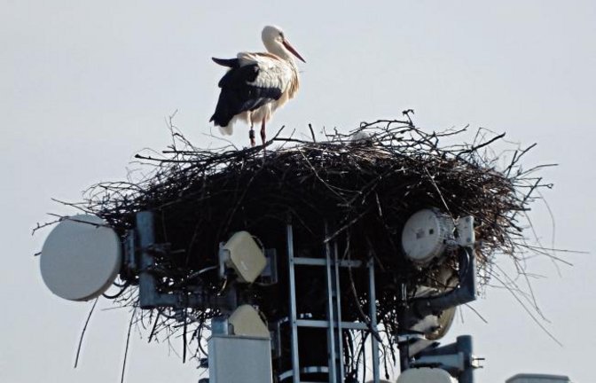 Die Horrheimer „Senderstorche“ haben sich eingerichtet. Foto: Arning