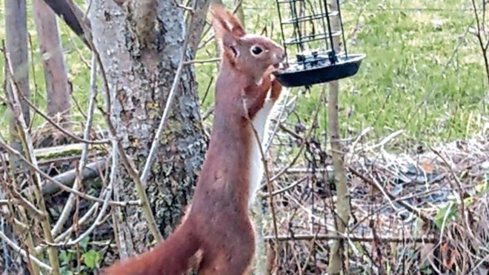 Ob dieser komische Vogel noch was erwischt hat? Danke fürs Foto an Clara Spielmann aus Gündelbach.