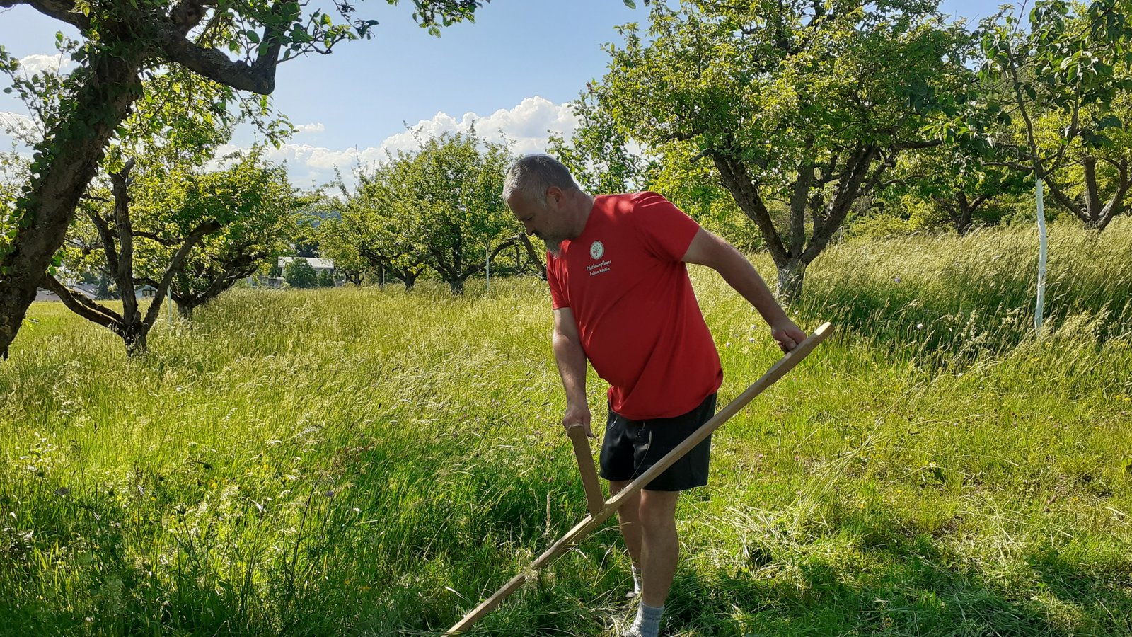 Mit der richtigen Technik lässt sich auch mit der Sense ein Wiesenstück von einem Ar in 15 bis 20 Minuten mähen. Foto: Glemser Mit der richtigen Technik lässt sich auch mit der Sense ein Wiesenstück von einem Ar in 15 bis 20 Minuten mähen. Foto: Glemser
