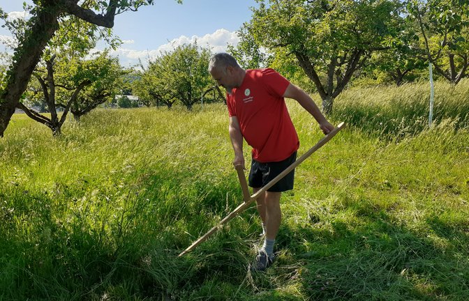 Mit der richtigen Technik lässt sich auch mit der Sense ein Wiesenstück von einem Ar in 15 bis 20 Minuten mähen.  <span class='image-autor'>Foto: Glemser</span>