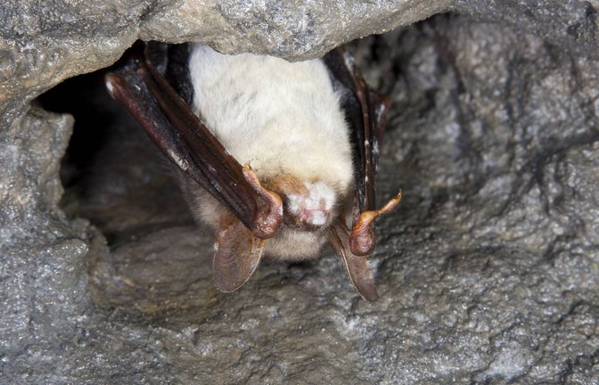 Weißnasenkrankheit bei einer Fledermaus.<span class='image-autor'>Foto: Imago/Blickwinkel</span>