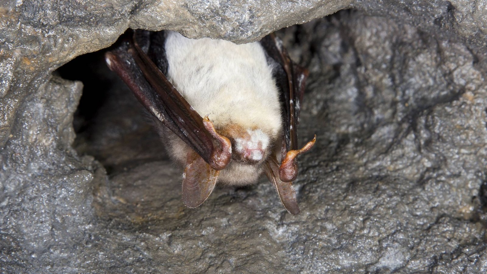 Weißnasenkrankheit bei einer Fledermaus.Foto: Imago/Blickwinkel Weißnasenkrankheit bei einer Fledermaus.Foto: Imago/Blickwinkel
