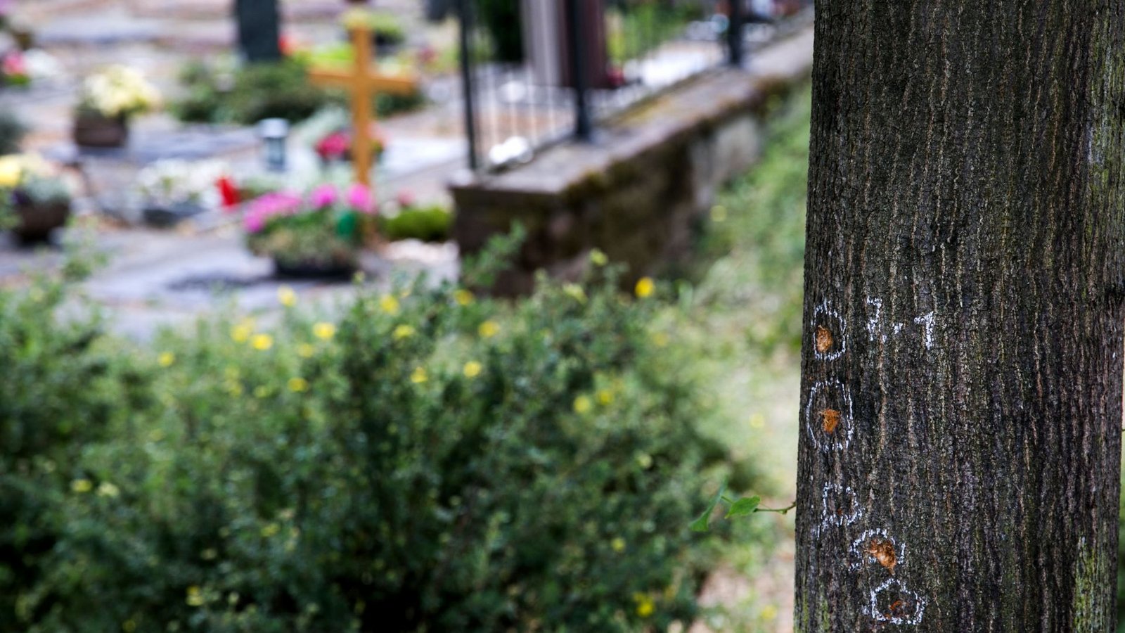 Tatort Friedhof in Altbach: Spuren des Anschlags an einem Baum.Foto: Ines Rudel/Ines Rudel Tatort Friedhof in Altbach: Spuren des Anschlags an einem Baum.Foto: Ines Rudel/Ines Rudel