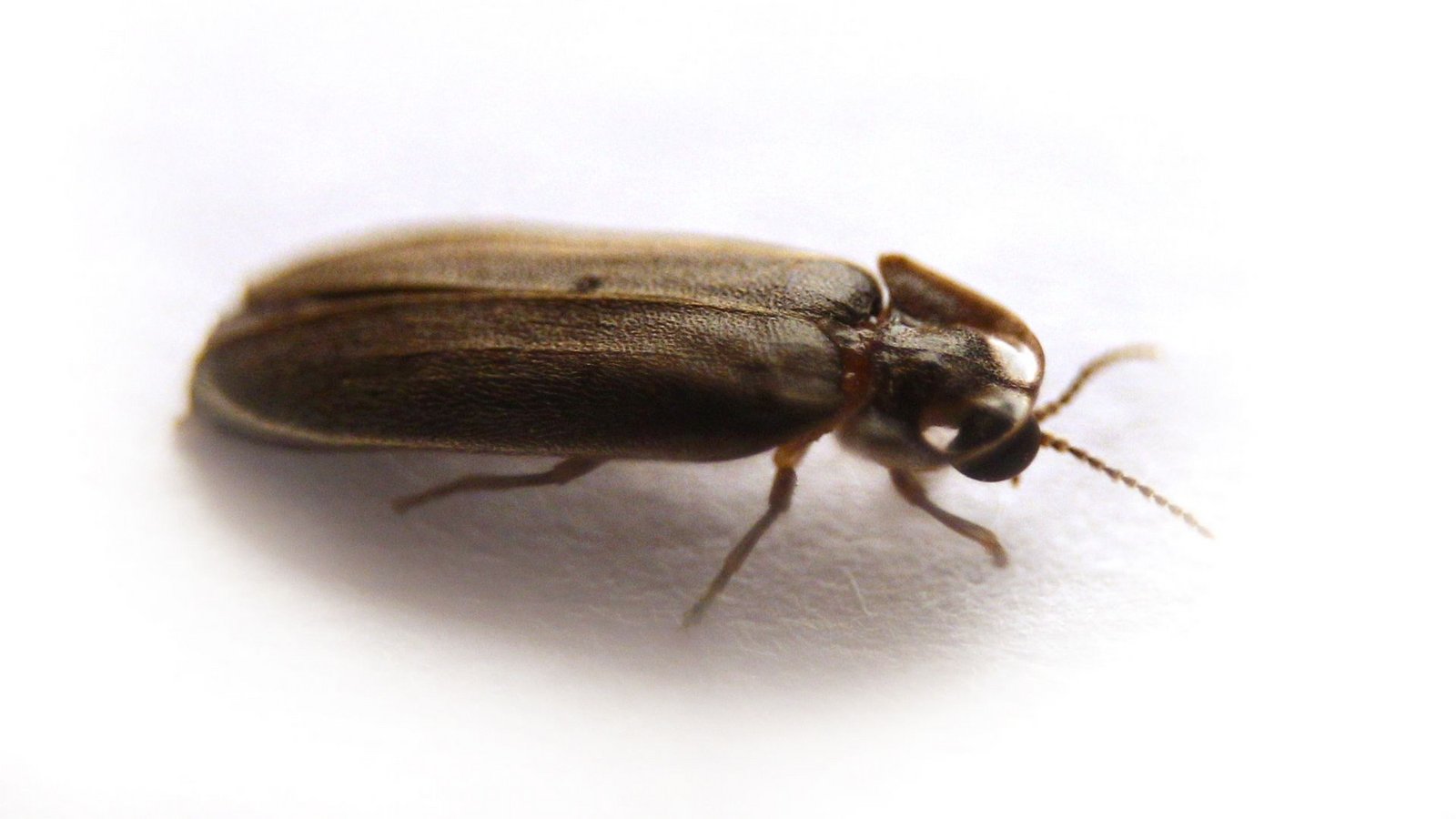 Ein Glühwürmchen braucht drei Jahre, um von der Larve zum Käfer zu reifen.Foto: picture alliance / dpa
