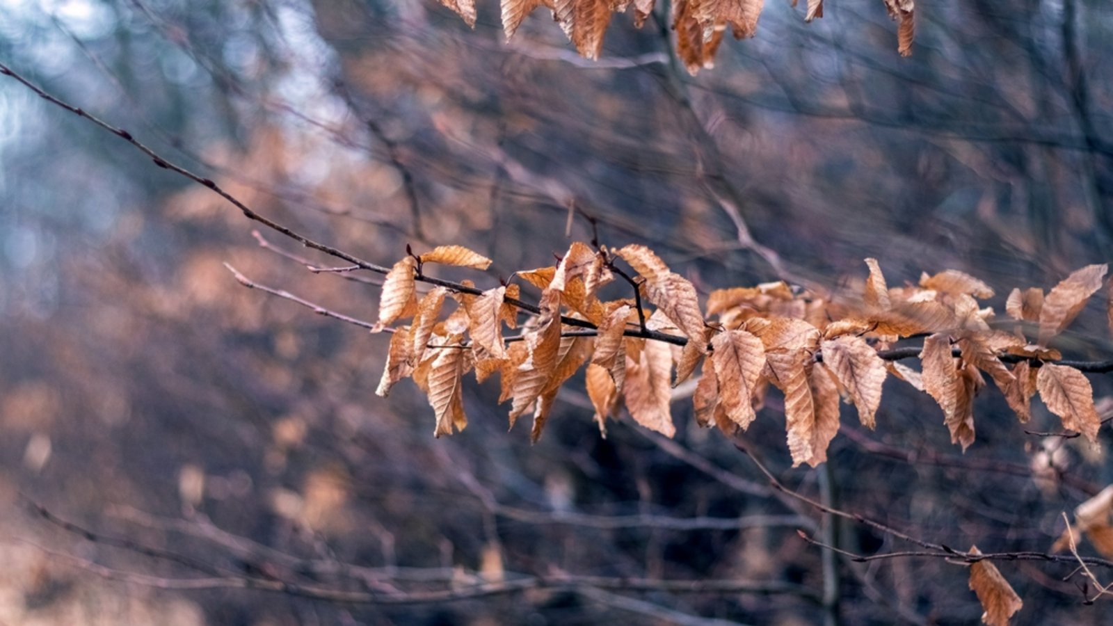 Heute erwartet uns mildes Dezemberwetter.Foto: MVolodymyr / shutterstock.com Heute erwartet uns mildes Dezemberwetter.Foto: MVolodymyr / shutterstock.com