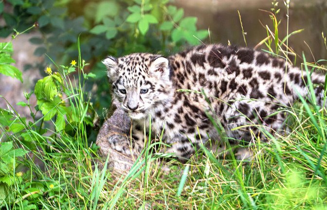Der kleine Schneeleopardenkater hat sich prächtig entwickelt.<span class='image-autor'>Foto: Wilhelma/Birger Meierjohann</span>