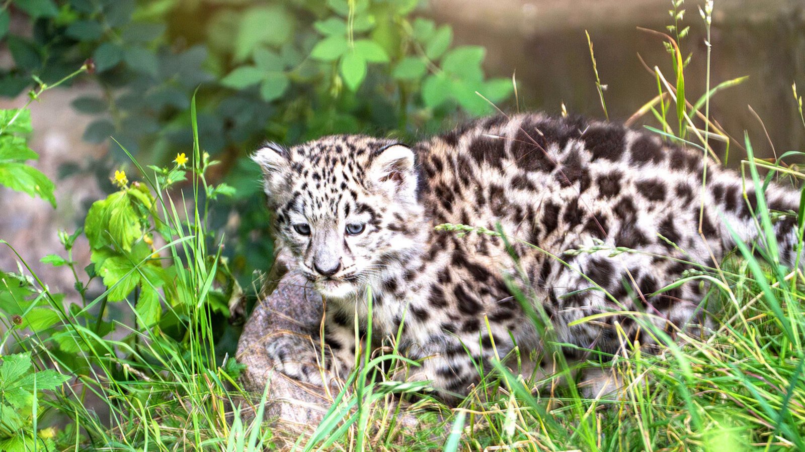 Der kleine Schneeleopardenkater hat sich prächtig entwickelt.Foto: Wilhelma/Birger Meierjohann