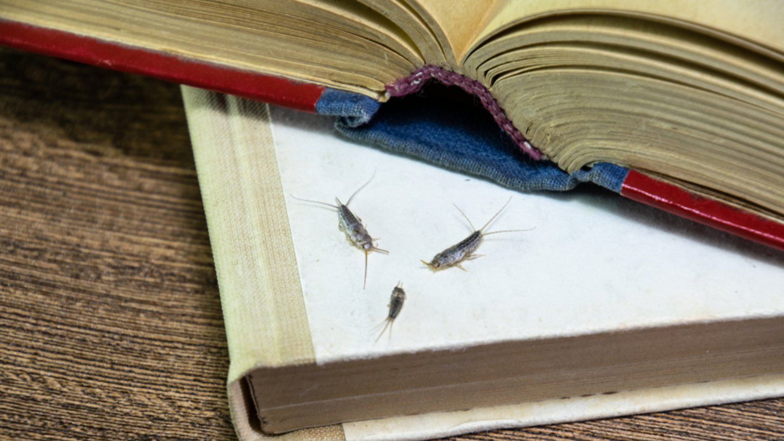 Papierfische ernähren sich unter anderem von Buchseiten.Foto: eleonimages / shutterstock.com Papierfische ernähren sich unter anderem von Buchseiten.Foto: eleonimages / shutterstock.com