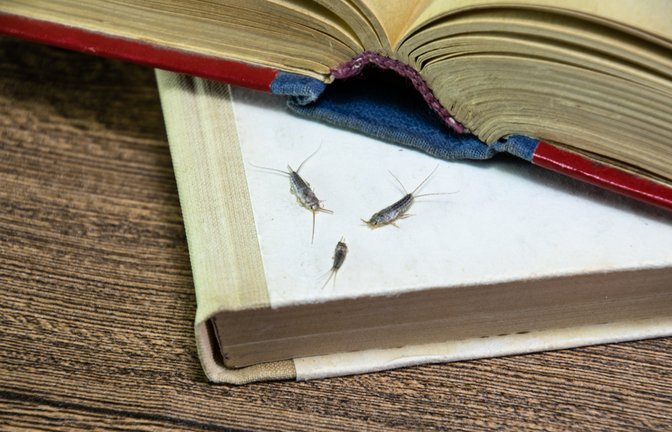 Papierfische ernähren sich unter anderem von Buchseiten.<span class='image-autor'>Foto: eleonimages / shutterstock.com</span>