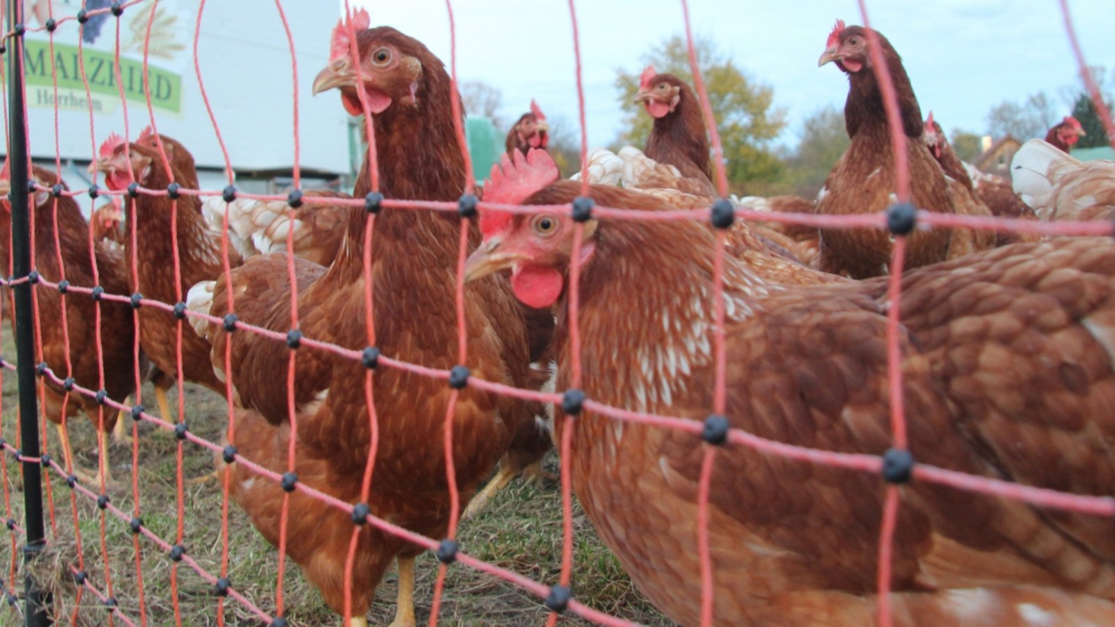 Hausgeflügel soll vor der Vogelgrippe geschützt werden. Archivfoto: VKZ/Banholzer Hausgeflügel soll vor der Vogelgrippe geschützt werden. Archivfoto: VKZ/Banholzer