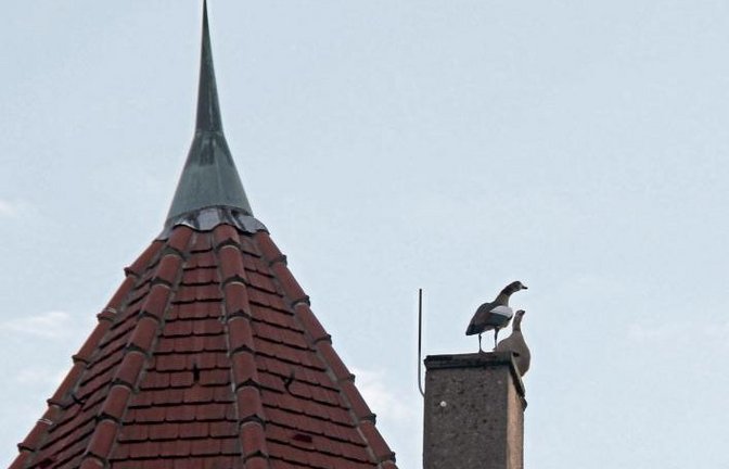 Ein Wildganspärchen macht am Freitagmorgen Zwischenstation auf dem Kamin des Vaihinger Pulverturms.  Foto: Romanowski