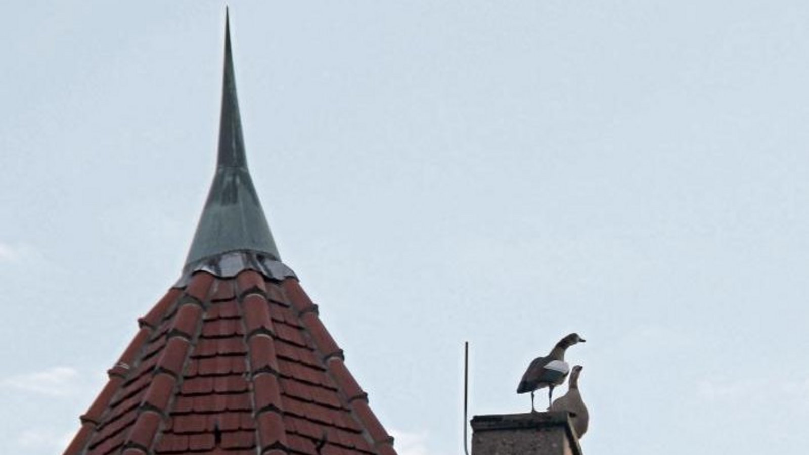 Ein Wildganspärchen macht am Freitagmorgen Zwischenstation auf dem Kamin des Vaihinger Pulverturms. Foto: Romanowski Ein Wildganspärchen macht am Freitagmorgen Zwischenstation auf dem Kamin des Vaihinger Pulverturms. Foto: Romanowski