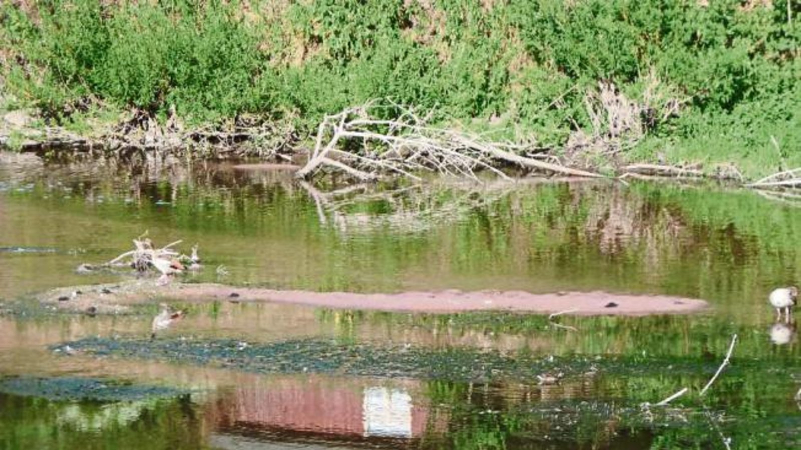 Die Enz – hier beim Vaihinger Freibad – ist zum Rinnsal geworden. Foto: Arning