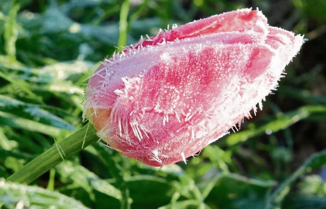 Eine Tulpe im Eismäntelchen hofft auf die Kraft der Sonne.  Foto: Rücker