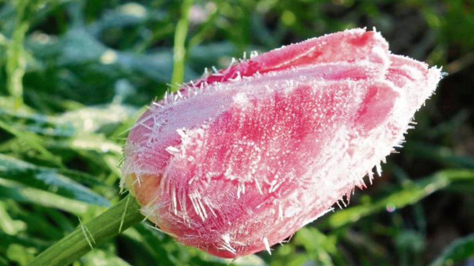 Eine Tulpe im Eismäntelchen hofft auf die Kraft der Sonne.  Foto: Rücker