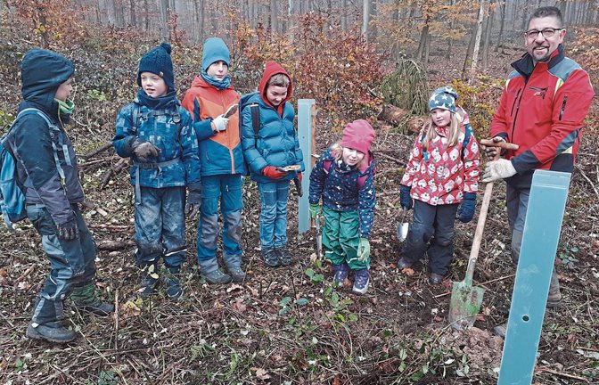 Im Wald am Baiselsberg pflanzt Förster Theo Wöhr gemeinsam mit Schülerinnen und Schülern in Hohenhaslach kleine Flatterulmen. Foto: Glemser