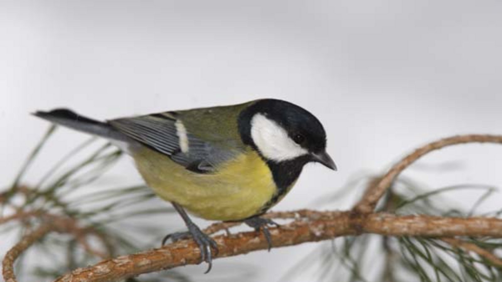 Die Kohlmeise hat bei der Winterzählung mengenmäßig gewonnen. Foto: Nabu/Derer Die Kohlmeise hat bei der Winterzählung mengenmäßig gewonnen. Foto: Nabu/Derer
