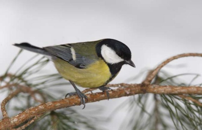 Die Kohlmeise hat bei der Winterzählung mengenmäßig gewonnen. Foto: Nabu/Derer
