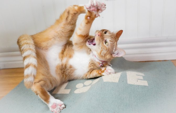Sind orange Katzen so verrückt, wie ihr Ruf besagt?<span class='image-autor'>Foto: Kelly Magnuson/ Shutterstock</span>