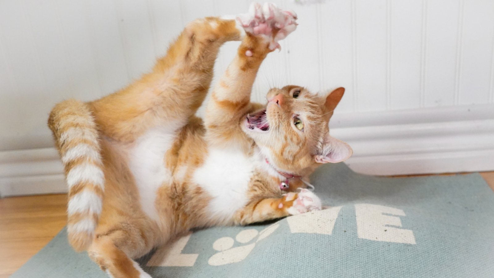 Sind orange Katzen so verrückt, wie ihr Ruf besagt?Foto: Kelly Magnuson/ Shutterstock Sind orange Katzen so verrückt, wie ihr Ruf besagt?Foto: Kelly Magnuson/ Shutterstock